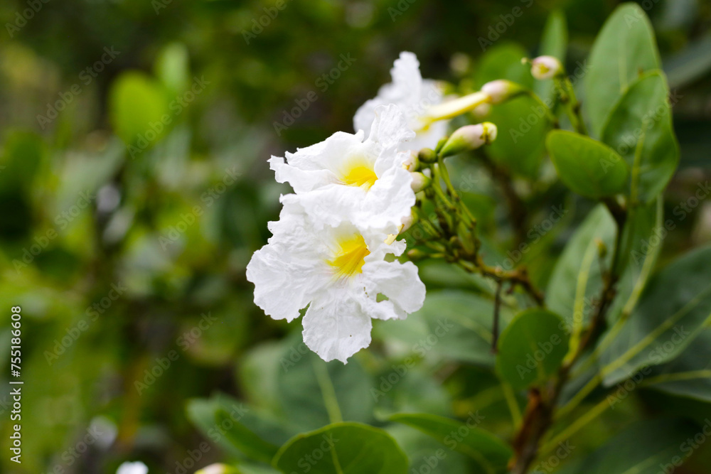 Fototapeta premium White flower of tabebuia pallid