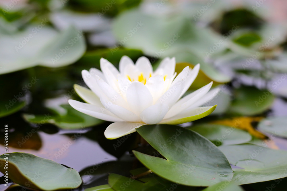 Beautiful water lily. Lotus flower with green leaves Beautiful water lily. Lotus flower with green leaves