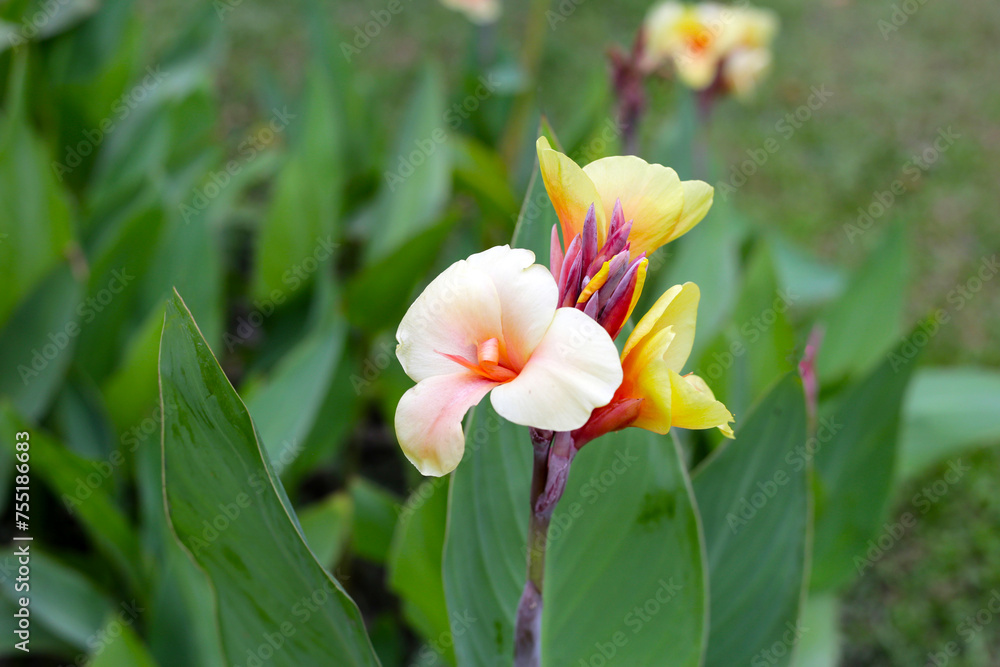 Blooming canna lily flower with green leaves Blooming canna lily flower with green leaves