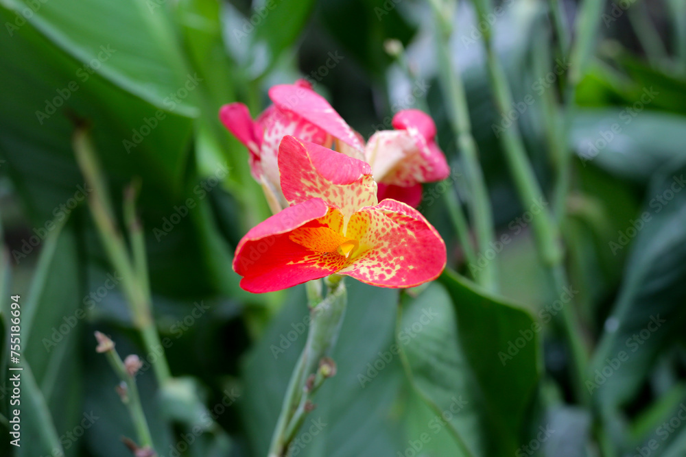 Blooming canna lily flower with green leaves