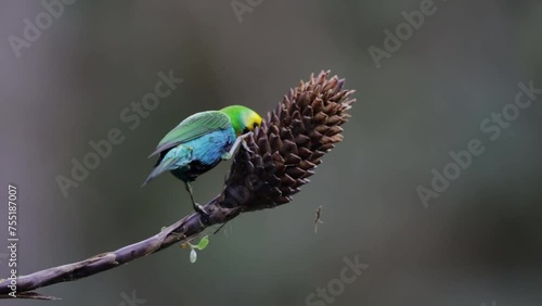 Tangara Multicolor, Chlorochrysa nitidissima, también conocida como la 