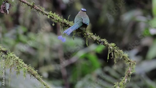 A Momotus aequatorialis enjoying a sweet and juicy grape on a sunny day. Its beautiful blue and green plumage contrasts with the pinkish tone of the fruit, creating a vibrant and colorful image.