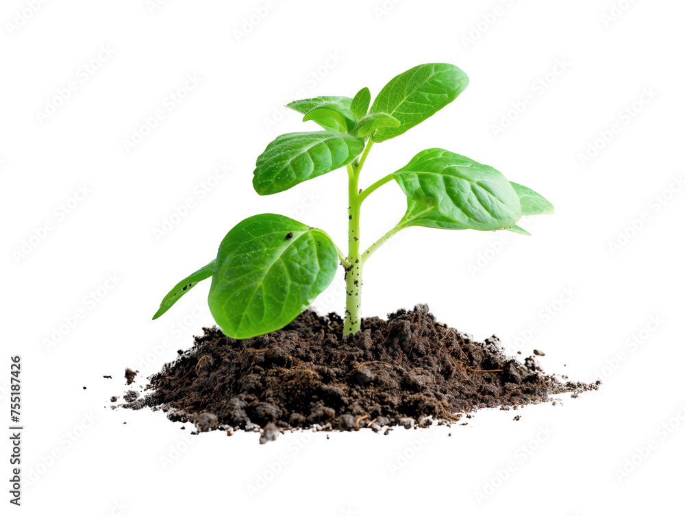 Muda de planta com terra em fundo transparente para uso em design. Uso: design ambiental, ilustração botânica, ecologia, conceitos de crescimento Muda de planta com terra em fundo transparente para uso em design. Uso: design ambiental, ilustração botânica, ecologia, conceitos de crescimento
