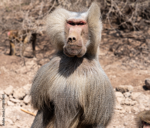 Djibouti, Hamadryas babuon (Papio hamadryas / Simia hamadryas) 