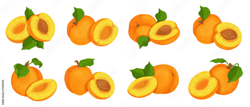 Set of juicy ripe aboikos fruits and pieces of summer fruit.Vector graphics. Set of juicy ripe aboikos fruits and pieces of summer fruit.Vector graphics.