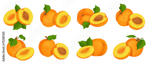 Set of juicy ripe aboikos fruits and pieces of summer fruit.Vector graphics.