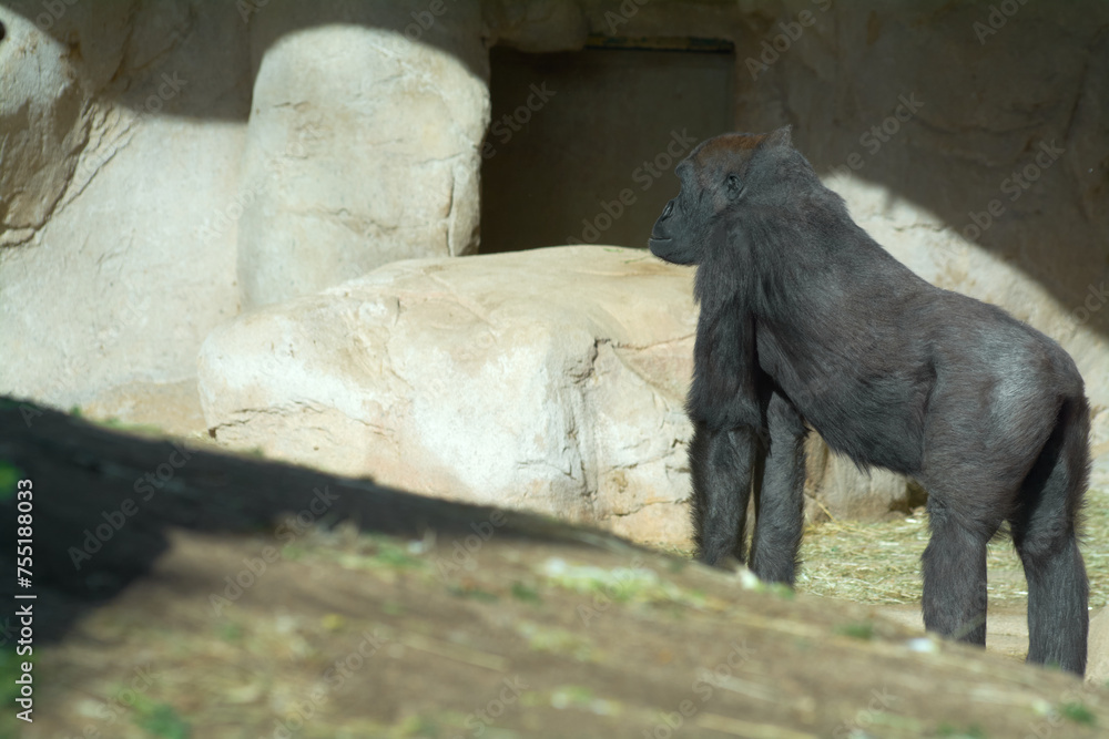 Gorilla relaxed in a natural environment, showing his powerful physique under the sunlight. Gorilla relaxed in a natural environment, showing his powerful physique under the sunlight.
