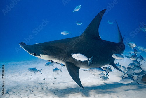 Great Hammerhead in Bimini  The Bahamas