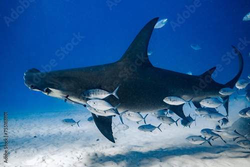 Great Hammerhead in Bimini  The Bahamas