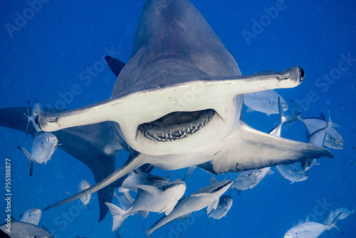 Great Hammerhead in Bimini, The Bahamas photo