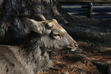 NARA, JAPAN - Deer in Nara Park, Japan. High quality photo