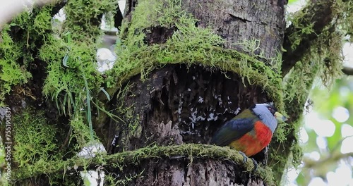 A Semnornis ramphastinus, also known as the Toucan Barbet, perched on a branch. The bird's colorful plumage and unique bill are highlighted in the image.