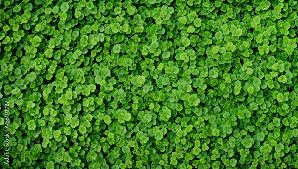 Background large patch of bright green clover plants. Saint Patrick Background large patch of bright green clover plants. Saint Patrick