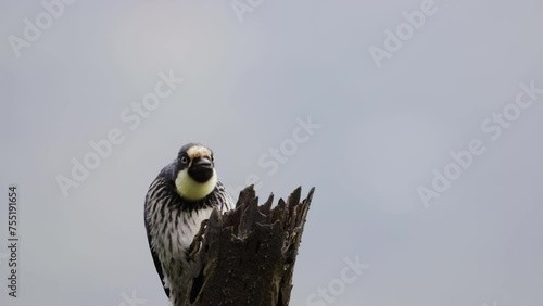 The Acorn Woodpecker, or 
