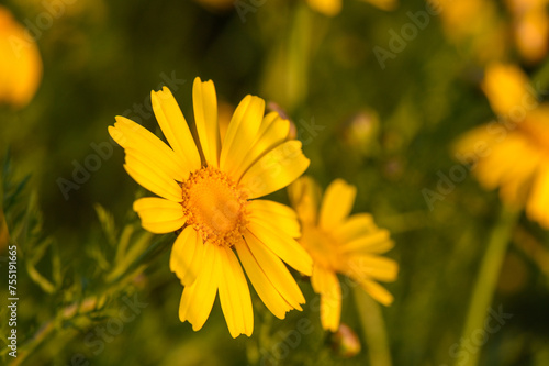 beautiful yellow flowers in the field at sunset 1