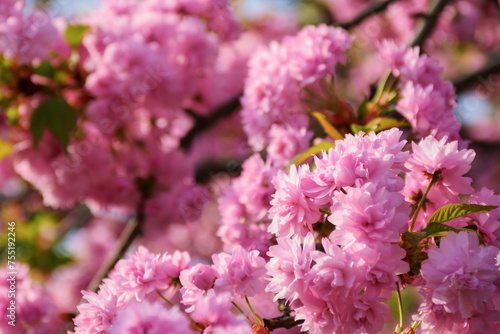 lush pink sakura blossom background. sunny weather in spring © Pellinni