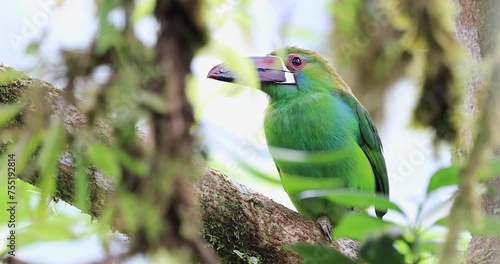 Aulacorhynchus haematopygus, also known as the crimson-rumped toucanet, is a small, colorful bird species found in the cloud forests of the Andes in South America. With its bright green plumage.