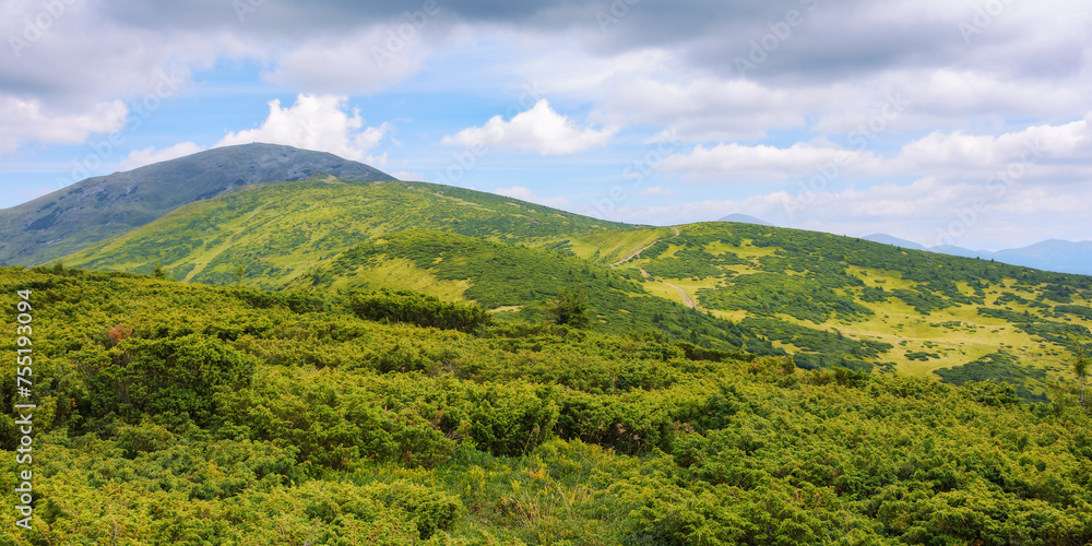 carpathian mountain landscape with petros peak in the distance. popular travel destination of ukraine on a cloudy day in summer