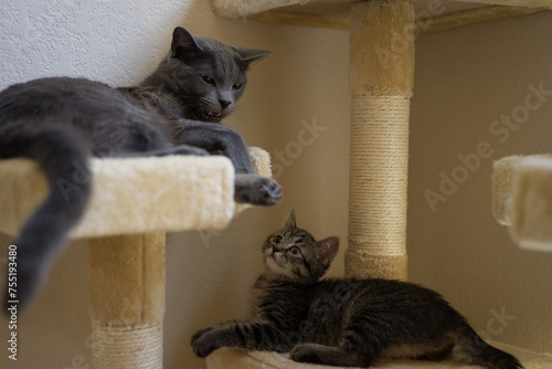 Canvas Print Tabby Cat playing with her reluctant mom