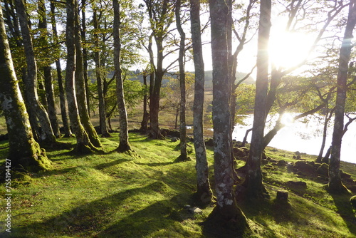 Sonne im Wald  Highlands  Schottland