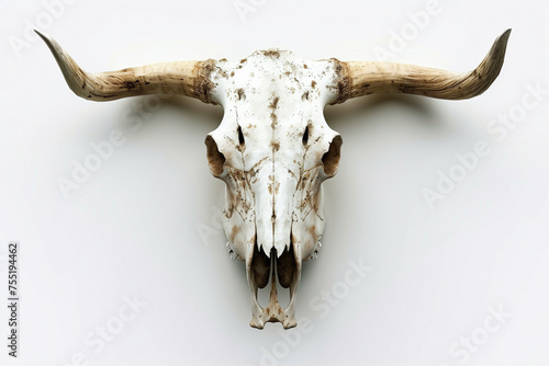 Bull skull on a white background