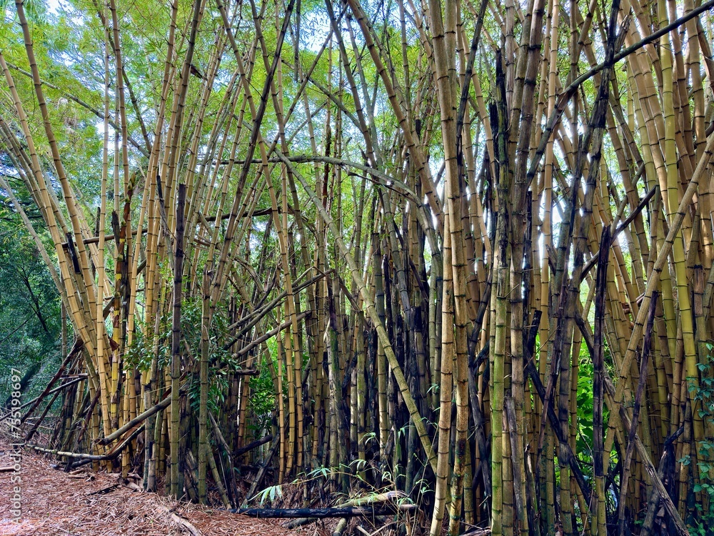 Bambu gigante numa trilha no meio da floresta, Bambu gigante numa trilha no meio da floresta,