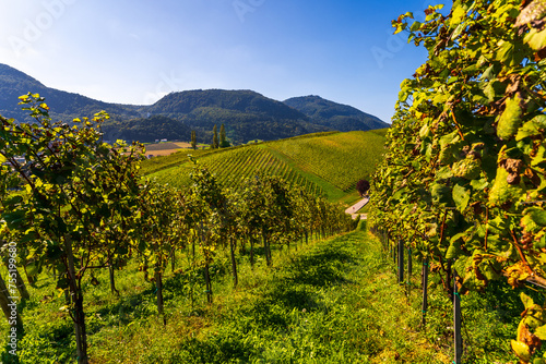 Slovenia - a view of famous vineyard in Skalce, Slovenske Konjice. Scenic, panoramic view of vineyards in sunny day