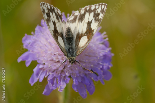 Butterfly on s purple wildflower.