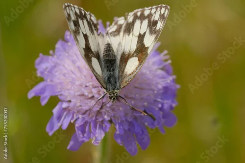 Fototapeta Butterfly on s purple wildflower.