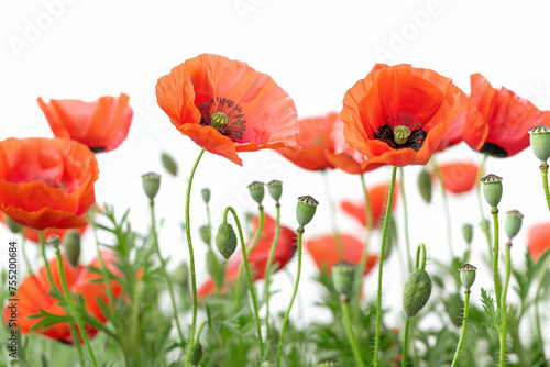 Vibrant Red Poppies in Bloom