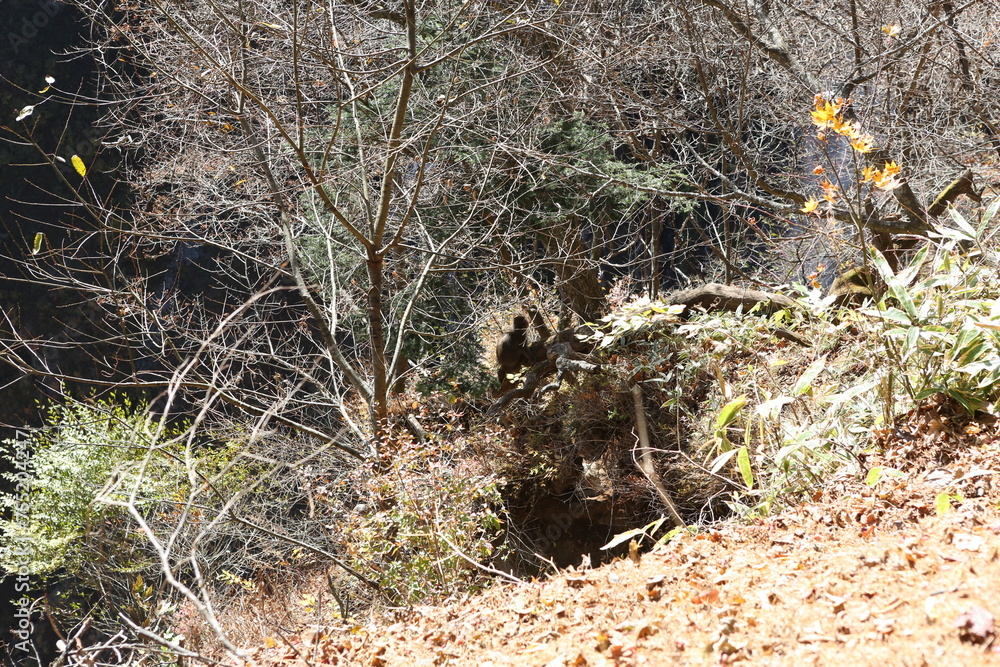Snow Monkey in Nikko, Japan. High quality photo Snow Monkey in Nikko, Japan. High quality photo