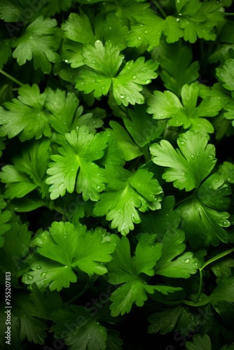 A bed of green parsley plants ready for harvest