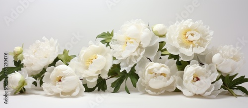 A group of white peonies is displayed against a plain white backdrop. The flowers are elegantly arranged, showcasing their delicate petals and green stems.