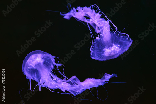 Group of Black sea nettle, Chrysaora achlyos swimming in dark water of aquarium tank with purple neon light. Aquatic organism, animal, undersea life, biodiversity photo