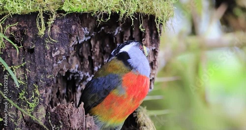 A Semnornis ramphastinus, also known as the Toucan Barbet, perched on a branch. The bird's colorful plumage and unique bill are highlighted in the image.