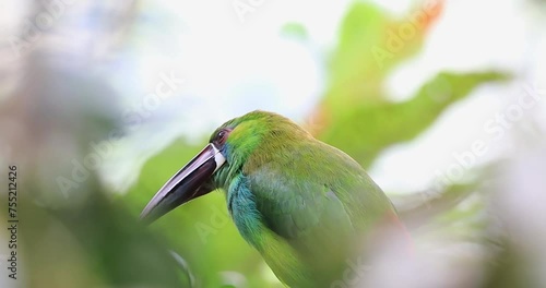 Aulacorhynchus haematopygus, also known as the crimson-rumped toucanet, is a small, colorful bird species found in the cloud forests of the Andes in South America. With its bright green plumage.