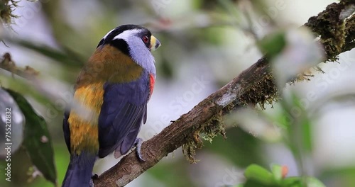 A Semnornis ramphastinus, also known as the Toucan Barbet, perched on a branch. The bird's colorful plumage and unique bill are highlighted in the image.