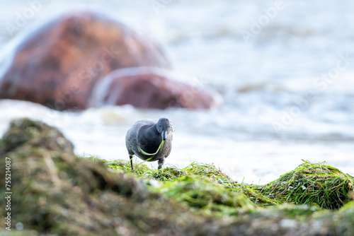 Fotografia The brant goose also known as brent goose (Branta bernicla) looking for food dur
