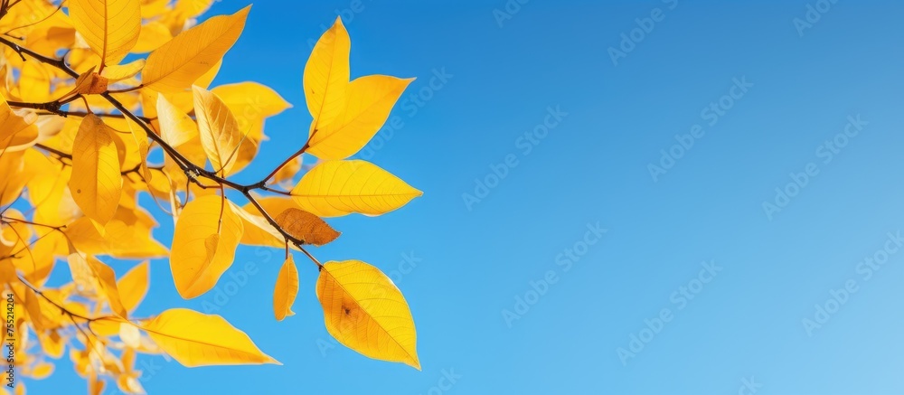 Obraz premium A tree branch with yellow leaves stands out against the clear blue sky. The leaves create a bright contrast against the deep blue background, adding a touch of color to the scenery.