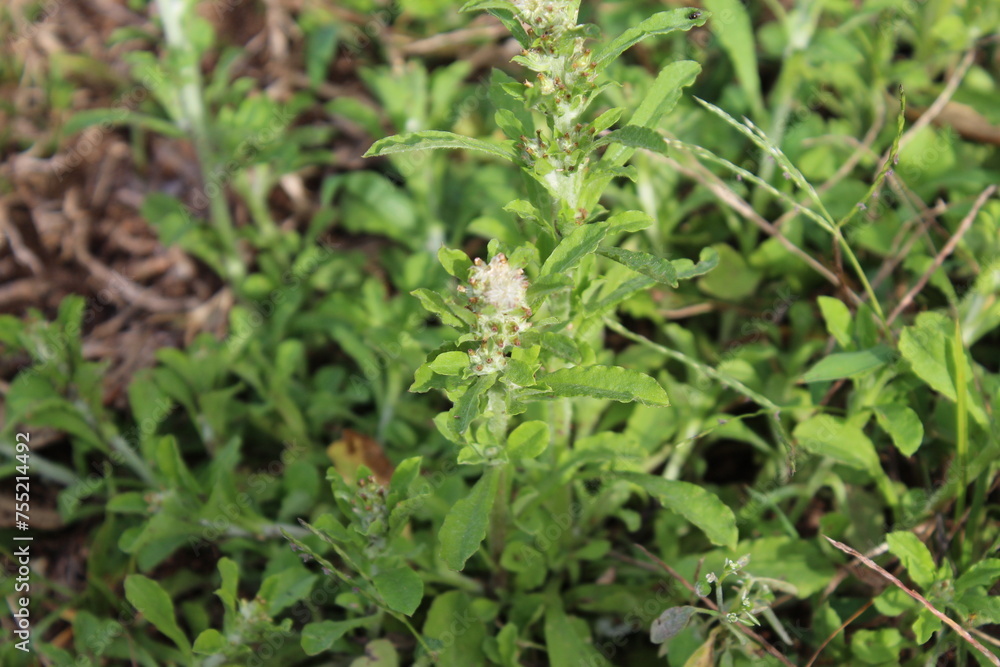 The beauty in a weed The beauty in a weed