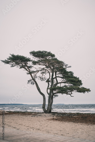 Fototapeta Naklejka Na Ścianę i Meble -  Tree in the sand