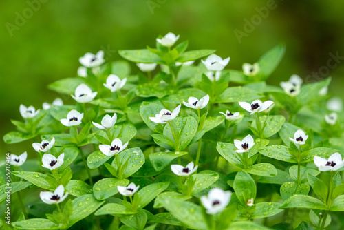 The dwarf cornel or bunchberry (Cornus suecica) blooming in nature in Northern Finland photo