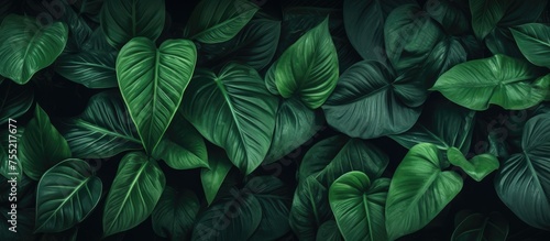 Wallpaper Mural A closeup photograph featuring a dense cluster of vibrant green leaves set against a dark backdrop, showcasing the beauty of a terrestrial plant in full bloom Torontodigital.ca