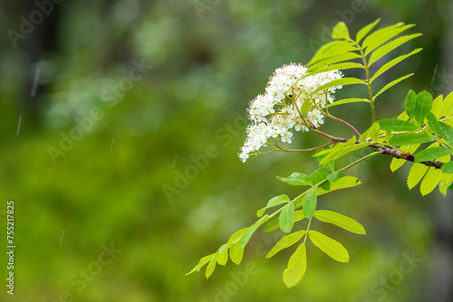 Rowan tree, Sorbus aucuparia blooming in Finnish nature during the beginning of summer in June photo