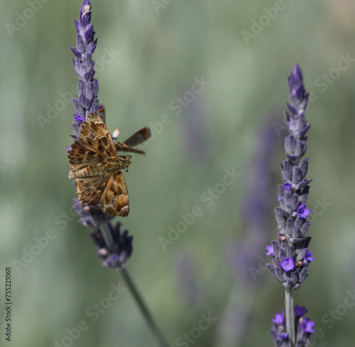 Obraz na płótnie A Stauder's skipper butterfly (Muschampia stauderieeding) feeding on lavendar. Shot on the island of Kythira, Greece. w salonie