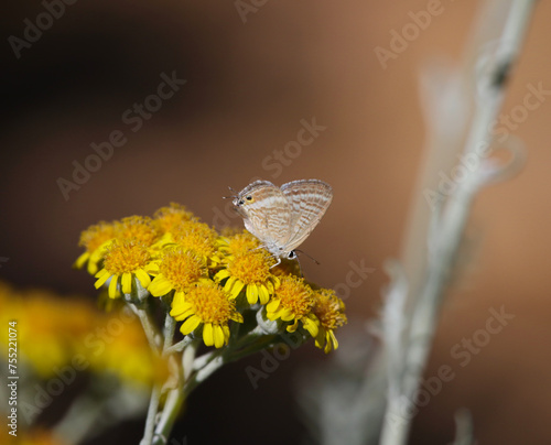 Obraz na płótnie A Pea Blue butterfly (Lampides boeticus) feeding on lavendar. Shot on the island of Kythira, Greece. w salonie