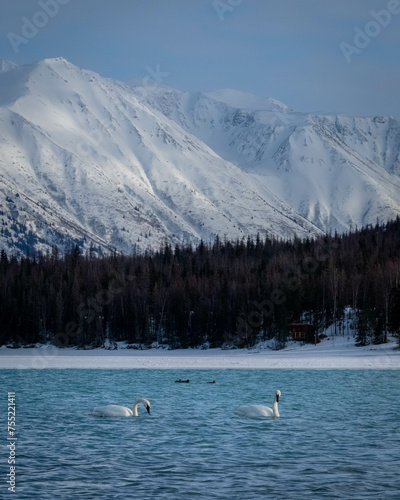 swans on the lake with mountain