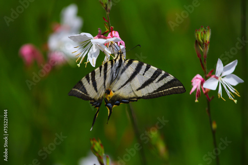 The Scarce Swallowtail butterfly (Iphiclides podalirius) feeding.  Shot on the island of Kythira, Greece.