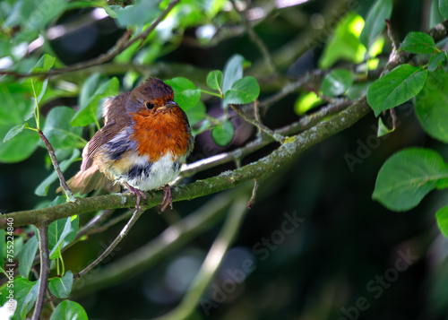 Photography Robin Red Breast (Erithacus rubecula) - Europe, western Asia & North Africa