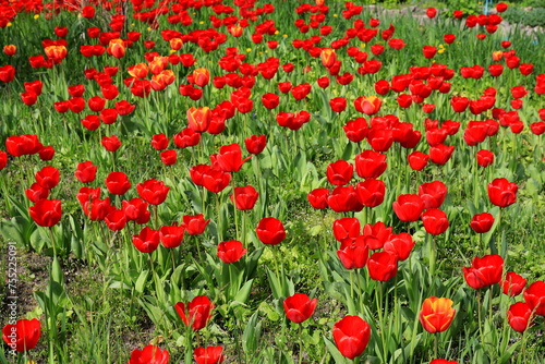 Flowers red tulips blooming on background of flowers in field of tulips, close-up